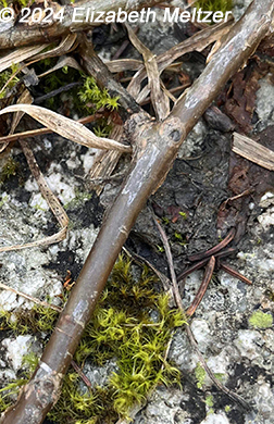 bark